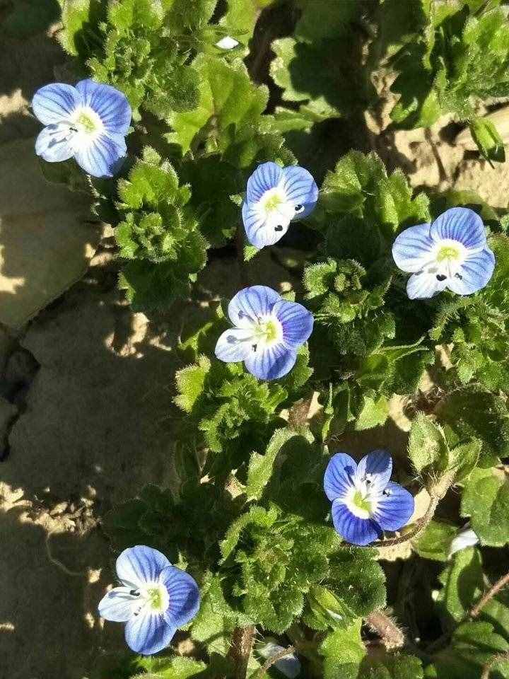 詩歌原創(chuàng)｜游糖城新湖所見 白花簇簇天藍藍 微風習習掀柳簾