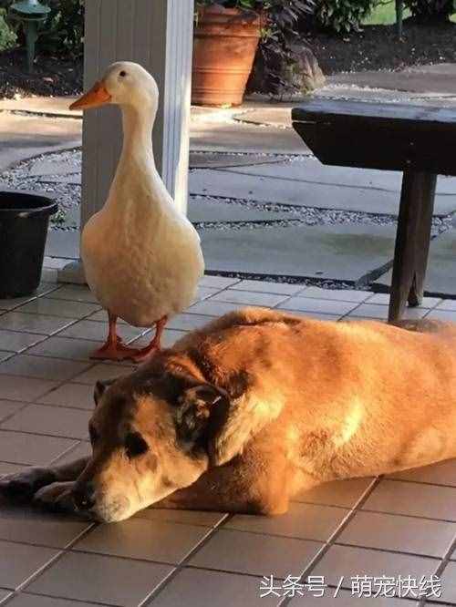 鴨子不要臉非要搭訕高冷忠犬，結(jié)果意外反轉(zhuǎn)了……