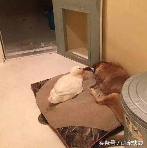 鴨子不要臉非要搭訕高冷忠犬，結(jié)果意外反轉(zhuǎn)了……