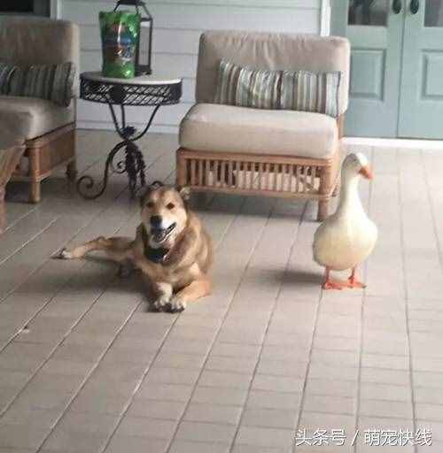 鴨子不要臉非要搭訕高冷忠犬，結(jié)果意外反轉(zhuǎn)了……