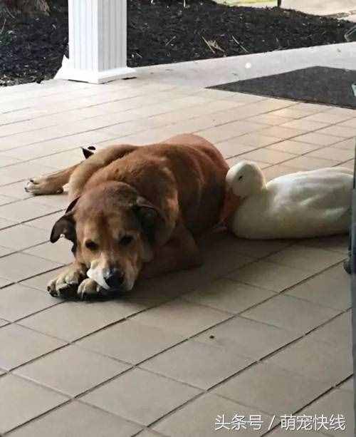 鴨子不要臉非要搭訕高冷忠犬，結(jié)果意外反轉(zhuǎn)了……