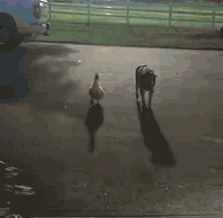 鴨子不要臉非要搭訕高冷忠犬，結(jié)果意外反轉(zhuǎn)了……
