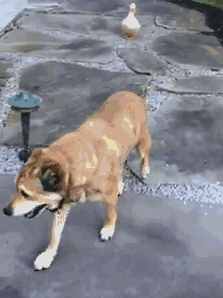 鴨子不要臉非要搭訕高冷忠犬，結(jié)果意外反轉(zhuǎn)了……