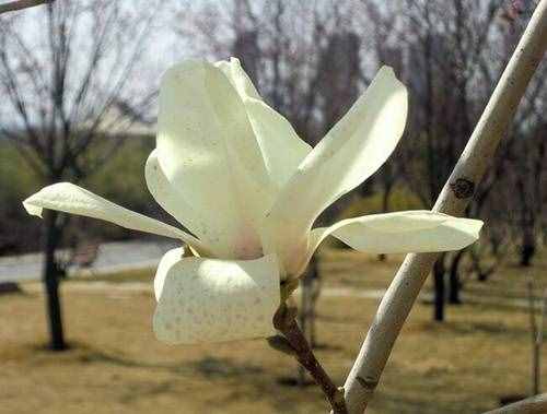 玉蘭花有幾種顏色，你認(rèn)為哪種顏色最好看？
