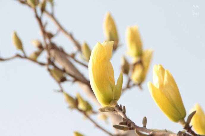 玉蘭花有幾種顏色，你認(rèn)為哪種顏色最好看？