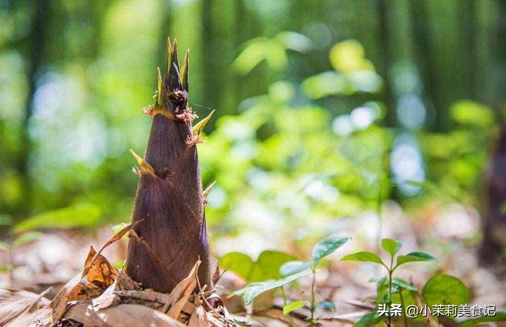 同樣是筍，“春筍”和“冬筍”有何不同？筍農(nóng)：區(qū)別大了，別買錯(cuò)