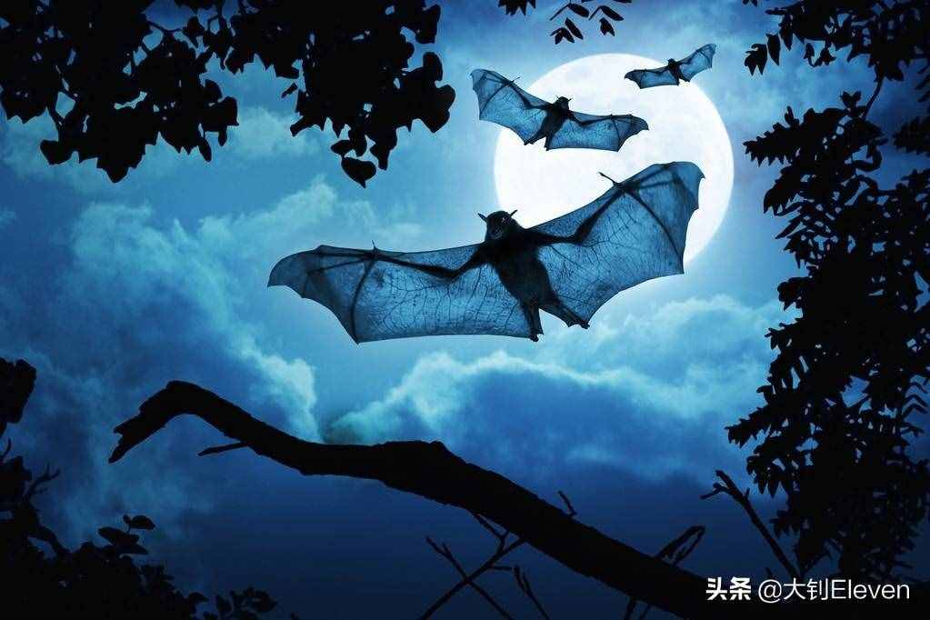 為什么蝙蝠心跳每分鐘1000次，攜帶上百種病毒卻能活40歲？
