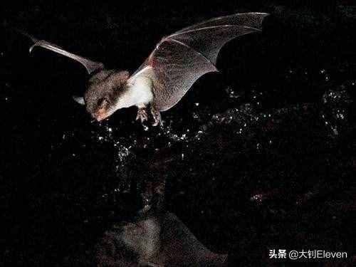 為什么蝙蝠心跳每分鐘1000次，攜帶上百種病毒卻能活40歲？