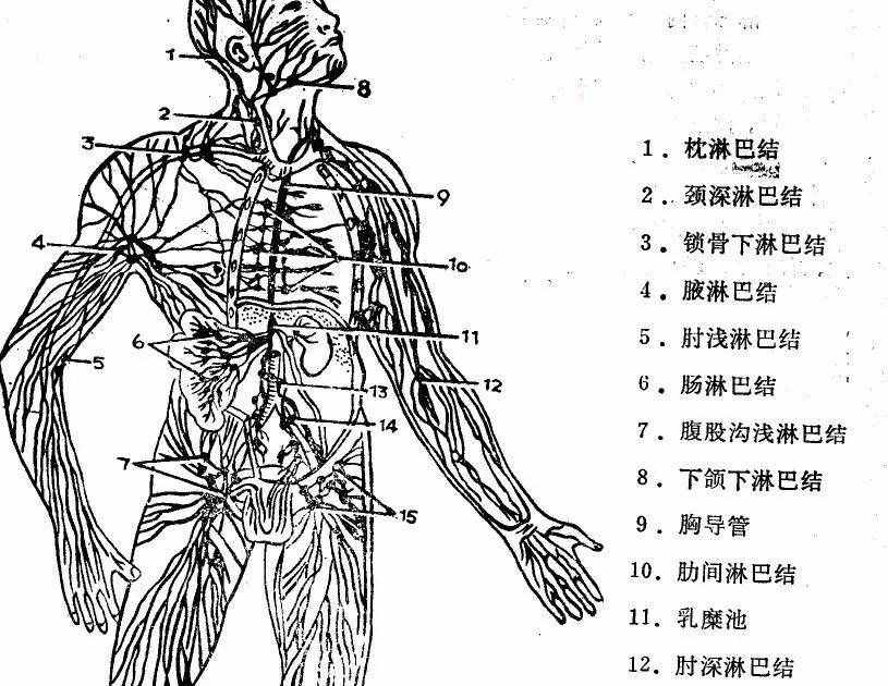 脖子上的“小腫塊”——淋巴結(jié)腫大怎么辦？