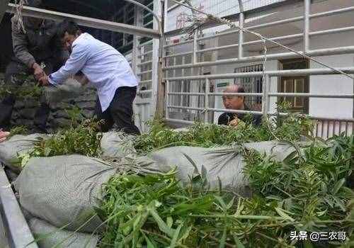 適合在農(nóng)村做的25個(gè)項(xiàng)目，發(fā)家致富不是難事