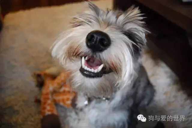 14張圖告訴你雪納瑞是個什么樣的狗