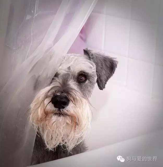 14張圖告訴你雪納瑞是個什么樣的狗
