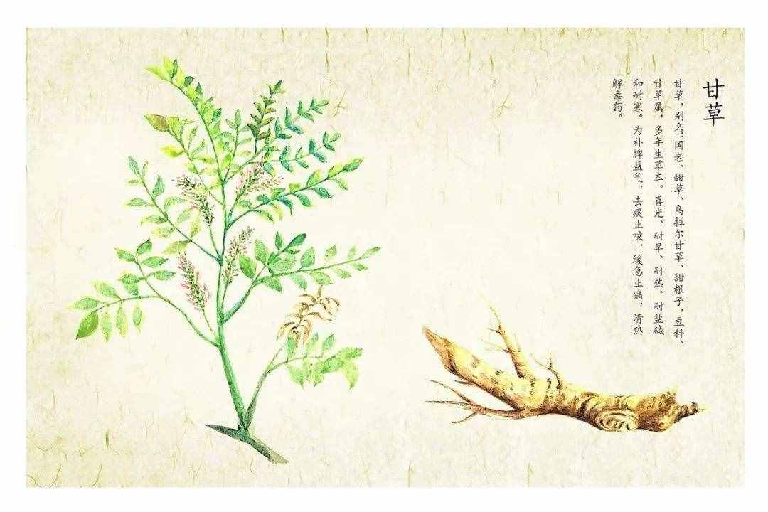 明明不是植物的發(fā)菜，為什么會(huì)被列為一級(jí)保護(hù)植物？