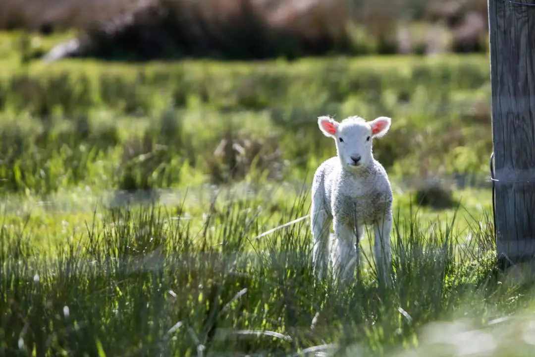 快收藏這份春游踏青全攻略，草地微風、野餐花海，不負好春光