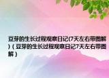 豆芽的生長過程觀察日記(7天左右?guī)D解)（豆芽的生長過程觀察日記7天左右?guī)D解）