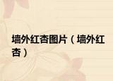 墻外紅杏圖片（墻外紅杏）
