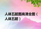 人體五臟圖高清全圖（人體五臟）