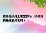 狼毫是狼身上哪里的毛（狼毫真的是狼的尾毛嗎）