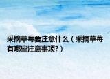 采摘草莓要注意什么（采摘草莓有哪些注意事項?）