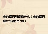 魚的尾巴到底像什么（魚的尾巴像什么簡(jiǎn)介介紹）