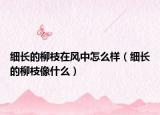 細長的柳枝在風中怎么樣（細長的柳枝像什么）