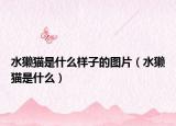 水獺貓是什么樣子的圖片（水獺貓是什么）