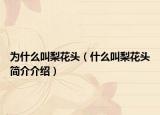 為什么叫梨花頭（什么叫梨花頭簡介介紹）