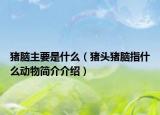 豬腦主要是什么（豬頭豬腦指什么動物簡介介紹）