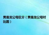 黃曼龍公母區(qū)分（黃曼龍公母對比圖）