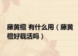 藤黃檀 有什么用（藤黃檀好載活嗎）