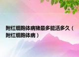 附紅細(xì)胞體病豬最多能活多久（附紅細(xì)胞體?。? /></span></a>
                        <h2><a href=