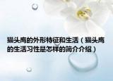 貓頭鷹的外形特征和生活（貓頭鷹的生活習性是怎樣的簡介介紹）