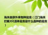 海關(guān)查獲外來物種昆蟲（江門海關(guān)攔截3只活體昆蟲是什么品種的昆蟲）