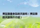 黃鼠狼是老鼠的天敵嗎（黃鼠狼的天敵簡介介紹）
