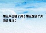 袋鼠來自哪個洲（袋鼠在哪個洲簡介介紹）