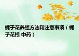 梔子花養(yǎng)殖方法和注意事項（梔子花根 中藥）