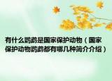 有什么鸚鵡是國家保護(hù)動(dòng)物（國家保護(hù)動(dòng)物鸚鵡都有哪幾種簡(jiǎn)介介紹）