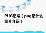 PUG是啥（pug是什么簡介介紹）
