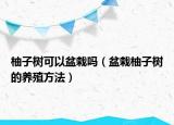 柚子樹(shù)可以盆栽嗎（盆栽柚子樹(shù)的養(yǎng)殖方法）