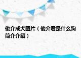 俊介成犬圖片（俊介君是什么狗簡介介紹）