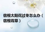 宿根太陽(yáng)花過(guò)冬怎么辦（宿根霞草）