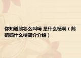 你知道鵝怎么叫嗎 是什么梗?。Z鵝鵝什么梗簡(jiǎn)介介紹）