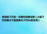 寵物貓下巴有一塊黑色的像蟲卵（小貓下巴有黑點子就是象蟲子巴bb的東西）