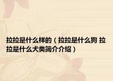 拉拉是什么樣的（拉拉是什么狗 拉拉是什么犬類簡(jiǎn)介介紹）