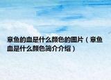 章魚的血是什么顏色的圖片（章魚血是什么顏色簡介介紹）