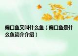 偏口魚又叫什么魚（偏口魚是什么魚簡(jiǎn)介介紹）