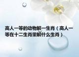 高人一等的動(dòng)物解一生肖（高人一等在十二生肖里解什么生肖）