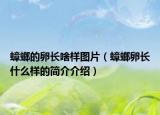 蟑螂的卵長啥樣圖片（蟑螂卵長什么樣的簡介介紹）