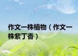 作文一株植物（作文一株紫丁香）