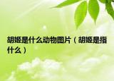 胡姬是什么動物圖片（胡姬是指什么）
